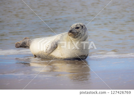 Eierland, De Cocksdorp, Texel, The Netherlands, Oktober 28th, 2024, A Serene and Calm Seal Enjoying 127426769