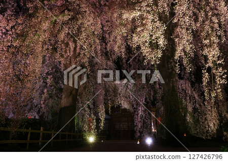 Illuminated weeping cherry blossoms at night in spring Illuminated weeping cherry blossoms at night in spring 127426796