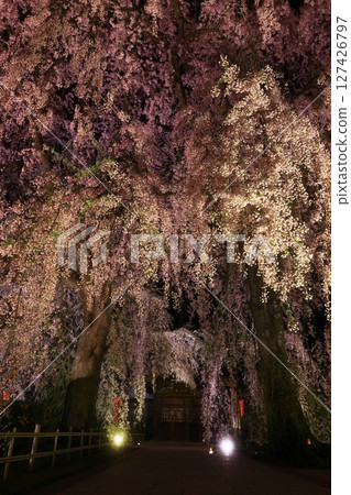 Illuminated weeping cherry blossoms at night in spring Illuminated weeping cherry blossoms at night in spring 127426797