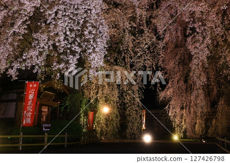 Illuminated weeping cherry blossoms at night in spring Illuminated weeping cherry blossoms at night in spring 127426798