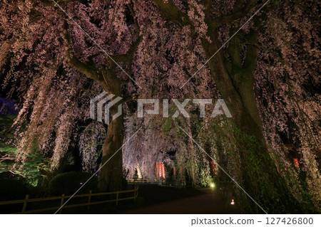 Illuminated weeping cherry blossoms at night in spring 127426800