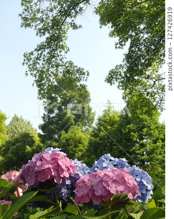 Hydrangea blooming in the clear of the rainy season 127426919