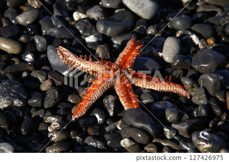 A spiny mussel washed up on the shore 127426975