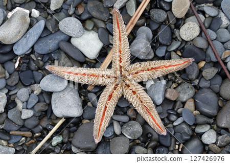 A spiny mussel washed up on the shore A spiny mussel washed up on the shore 127426976