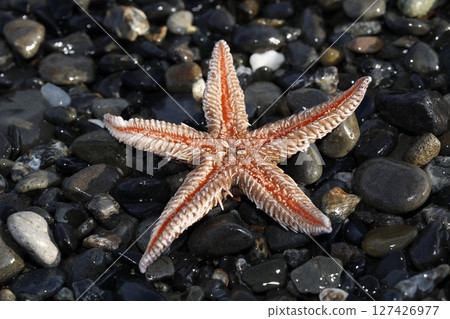 A spiny mussel washed up on the shore 127426977