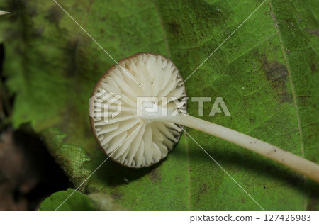 Close-up of the white gills and stem of the Buna no Moritsuetake mushroom (macro photography of fungi and mushrooms in the natural environment) 127426983