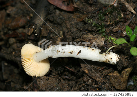 Overall view of Russula mushrooms pulled from moist forest soil (strobe macro photography in natural environment) Overall view of Russula mushrooms pulled from moist forest soil (strobe macro photography in natural environment) 127426992