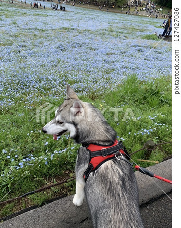 粉蝶花和西伯利亞雪橇犬 127427086