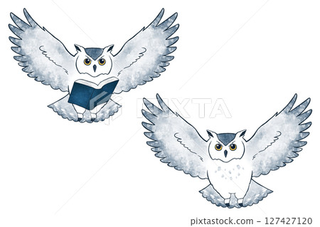 owl owl 127427120