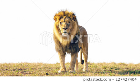 King of monsters ☆ ☆ Lion 127427404