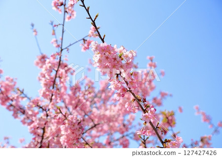 Kawazu cherry blossoms in full bloom Kawazu cherry blossoms in full bloom 127427426