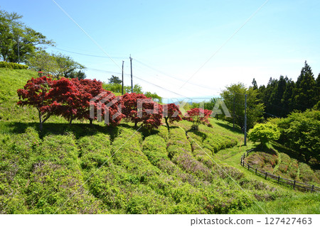 Children's Song Forest Interactive Park 2025-5-3 #60 127427463