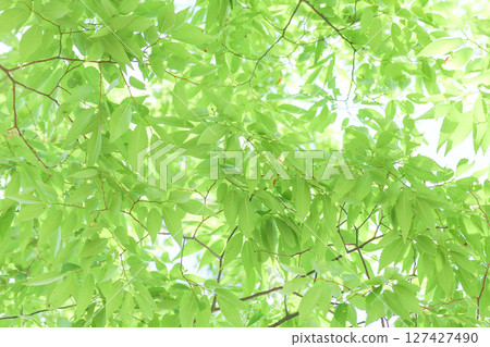 Green leaves and sunlight in the season of fresh greenery 127427490