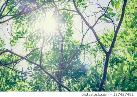 I look up to the fresh green 127427491