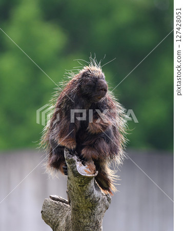 樹上的豪豬 127428051