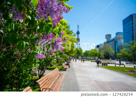 札幌大通公園電視塔 丁香莉拉 127428254