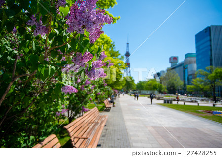 札幌大通公園電視塔 丁香莉拉 札幌大通公園電視塔 丁香莉拉 127428255