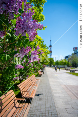 札幌大通公園電視塔 丁香莉拉 札幌大通公園電視塔 丁香莉拉 127428256