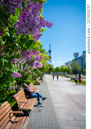 札幌大通公園電視塔 丁香莉拉 札幌大通公園電視塔 丁香莉拉 127428257