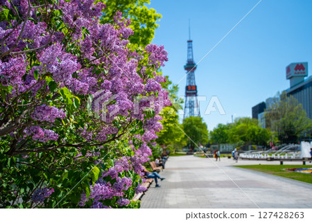 札幌大通公園電視塔 丁香莉拉 札幌大通公園電視塔 丁香莉拉 127428263