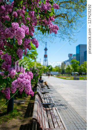 Sapporo Odori Park TV Tower Lilac Lilac 127428292