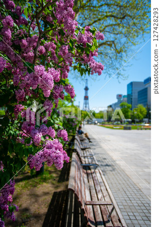 Sapporo Odori Park TV Tower Lilac Lilac 127428293