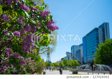 Sapporo Odori Park TV Tower Lilac Lilac Sapporo Odori Park TV Tower Lilac Lilac 127428301