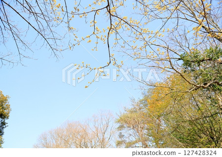 Sanshuyu flowers in full bloom 127428324