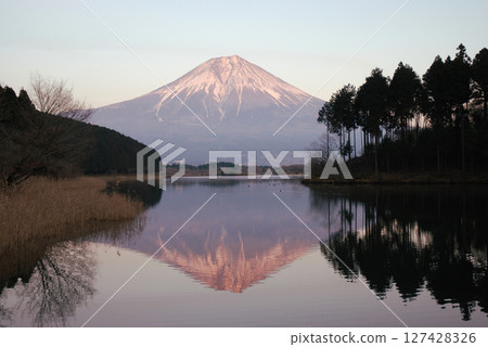 Morgenrot of Mt. Fuji The inverted Mt. Fuji (Morgenrot) at sunrise as seen from Lake Tanuki in midwinter 127428326