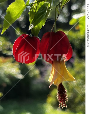 Red lantern flower close-up 127428434
