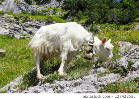 White goat with bell grazing in the Swiss Alps, near Appenzell in the Alpstein mountain range, Ebenalp, Switzerland White goat with bell grazing in the Swiss Alps, near Appenzell in the Alpstein mountain range, Ebenalp, Switzerland 127428585