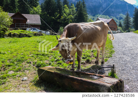 Swiss cow drinking water from water trough in the Swiss Alps, near Appenzell in the Alpstein mountain range, Ebenalp, Switzerland 127428586