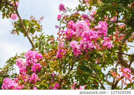 Pink blossom of crape myrtle (Lagerstroemia indica) 127428590