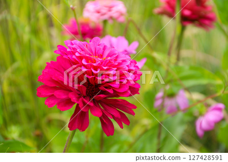 Pink zinnia flower in garden 127428591