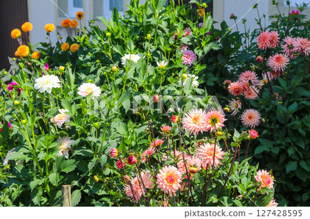Colorful dahlia flowers in a garden 127428595