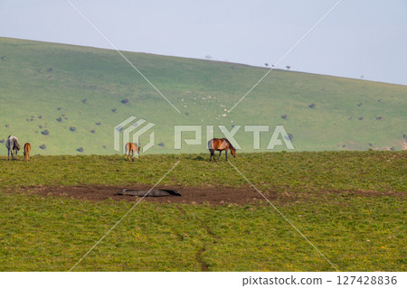 Horses Grassland Pasture: Horses graze freely on spring pastureland for nourishment and ecological grazing. Horses Grassland Pasture: Horses graze freely on spring pastureland for nourishment and ecological grazing. 127428836