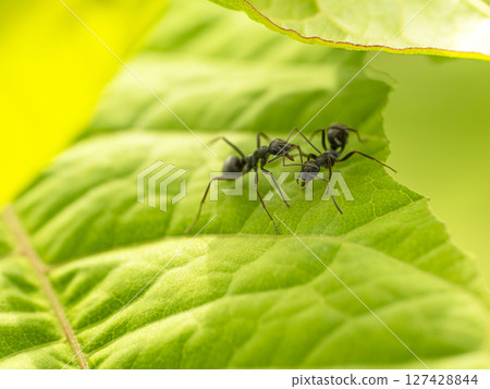 Camponotus japonica communicates information through antennae Camponotus japonica communicates information through antennae 127428844