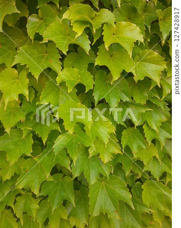 綠葉 127428917