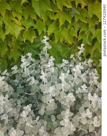 Ivy-covered wall with green leaves 127428940