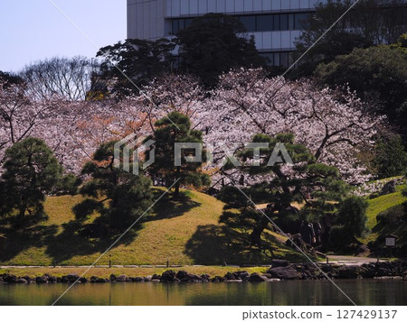 舊芝離宮恩賜庭園的櫻花盛開 127429137
