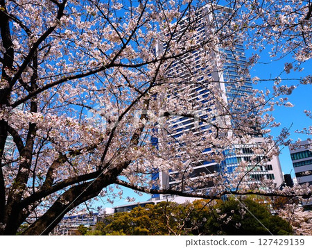 舊芝離宮恩賜庭園的櫻花盛開 127429139
