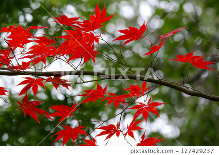 Autumn leaves at Kamei Park in Otake City 127429237