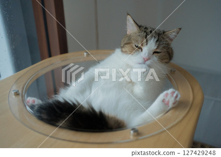 pet care concept with play and happy feeling with scottish cat see rain drop on window in living room pet care concept with play and happy feeling with scottish cat see rain drop on window in living room 127429248