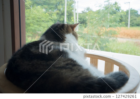 pet care concept with play and happy feeling with scottish cat see rain drop on window in living room 127429261