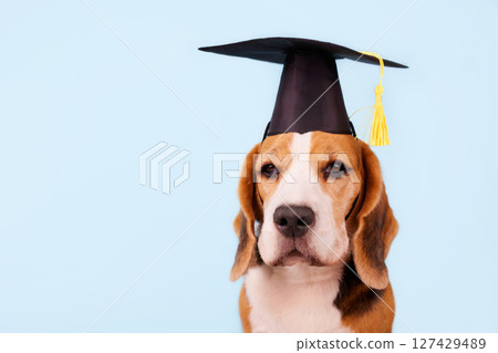 A beagle in a black graduation cap on blue isolated background. A beagle in a black graduation cap on blue isolated background. 127429489