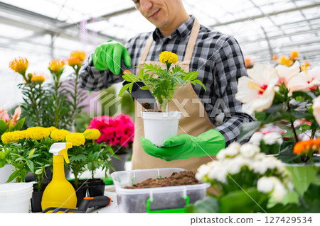 A gardener tending to a marigold plant in a greenhouse, surrounded by other colorful flowers. 127429534