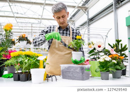 A mature man tending to plants in a greenhouse, wearing an apron and gloves while repotting a flower. A mature man tending to plants in a greenhouse, wearing an apron and gloves while repotting a flower. 127429540