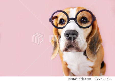 Curious beagle dog wearing glasses on pink isolated background. Education concept, back to school Curious beagle dog wearing glasses on pink isolated background. Education concept, back to school 127429549