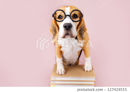 Beagle dog in glasses on stack of books on pink isolated background  127429555