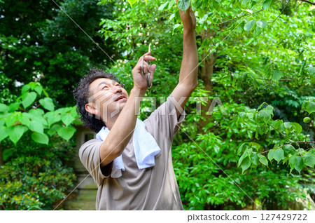 A man in work clothes is reaching out to pick leaves and determining where to prune a garden tree. 127429722